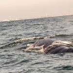 A whale monitoring expedition in the Atlantic Ocean off the coast of Long Island.
